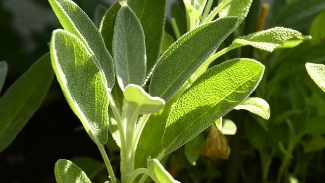 Salbei, Salvia, officinalis, Heilpflanze und Gew&uuml;rz
