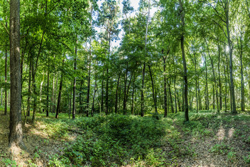 Obraz premium old wild forest at the island of Usedom