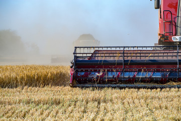 Combine working on barley field