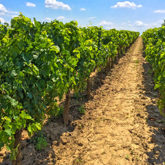 Fototapeta na wymiar Vineyards of Bordeaux, France
