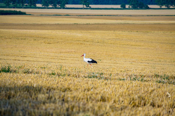 Stork on the field