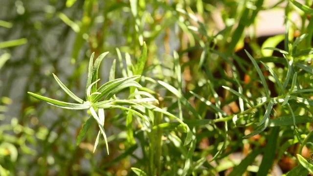 Estragon, Artemisia dracunculus, Gewürz und Heilpflanze