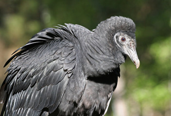 Closeup of a Black Vulture