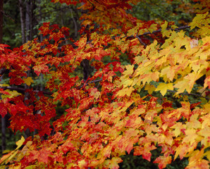 Autumn colors in New England