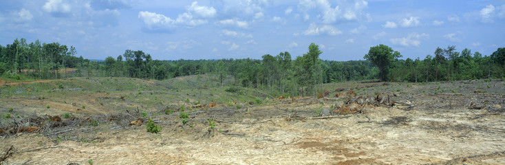 Fototapeta na wymiar Clear cutting in the Blue Ridge Mountains, Virginia