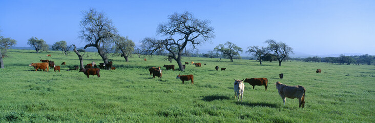 Cattle grazing, Santa Ynez Valley, California