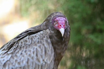 Closeup of a Turkey Vulture Bird