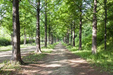 Lighting Tree Trail
