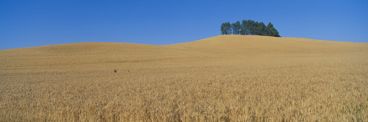 Wheat Fields, S.E. Washington