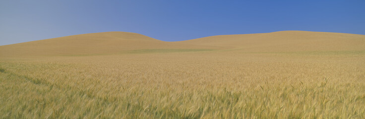 Wheat Fields, S.E. Washington