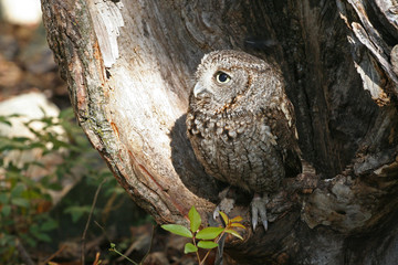 Eastern Screech Owl Raptor