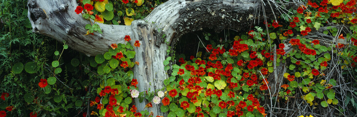 Flowers and log, Route 1, Northern California