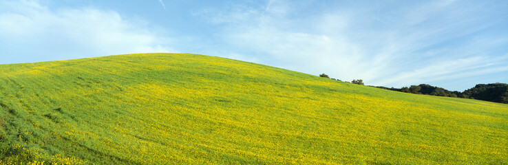 Spring Field, Mustard Seed, near Lake Casitas, California