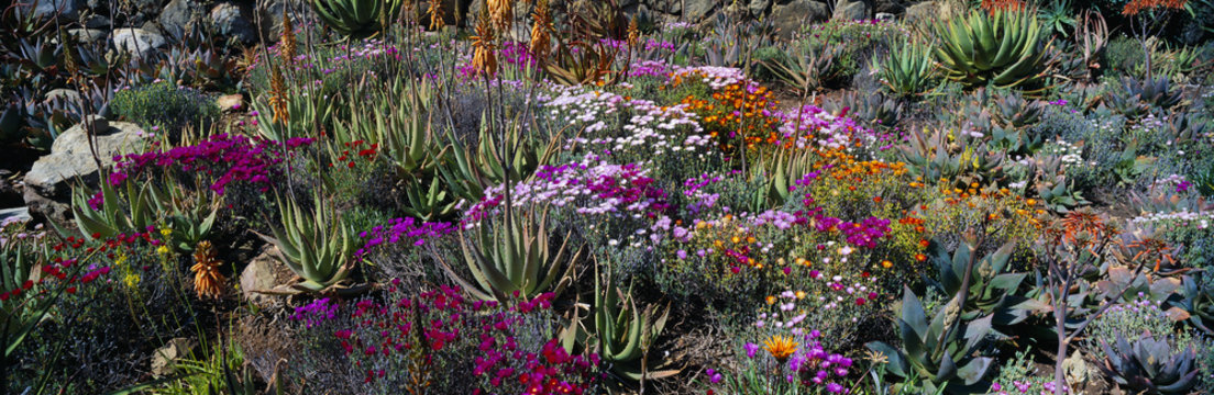 Gardens in Spring, Ojai Center for Earth Concerns, Ojai, California