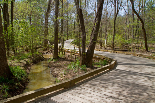 A boardwalk spanning a wetland in spring.