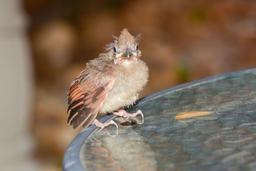Baby cardinal