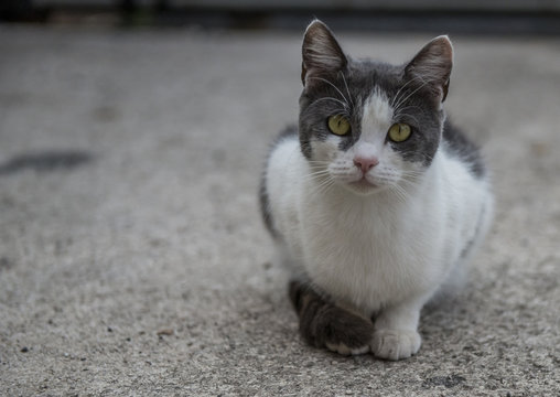 Gatto bianco e grigio con occhi verdi
