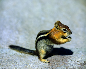 Chipmunk at Crater Lake, Oregon