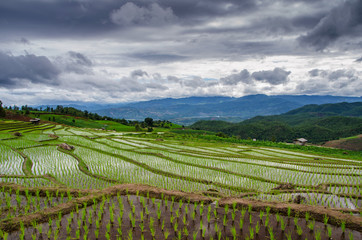 Fototapeta na wymiar terrace rice field
