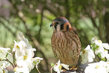 Closeup of an American Kestrel