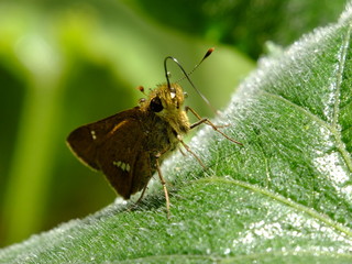 energetic skipper