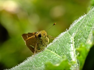 skipper on the cucumber leaf