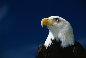 This is a mature American bald eagle from the National Foundation to Protect America's Eagles. His name is Challenger. It shows his upper body with his head and beak facing left, looking out.