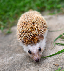 Hedgehog