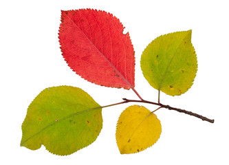 Branch of an apple tree with autumn leaves