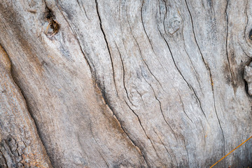 Wood trunk background & texture vintage