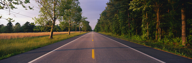 Fototapeta premium This is a tree lined road at sunset. It is located on the Eastern Shore of Maryland. The road travels through the center of the trees.