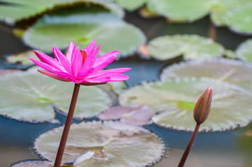 Red Indian Water lily