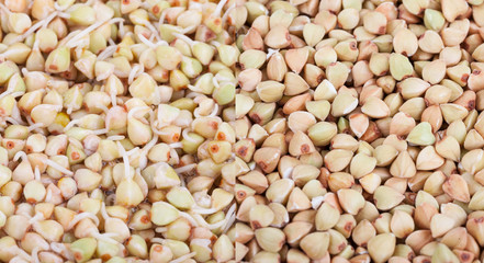 Buckwheat sprouts green background