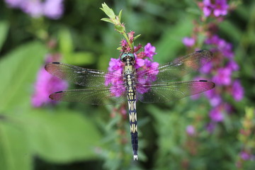 ミソハギの花とムギワラトンボ