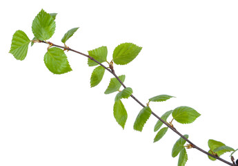 Obraz premium Young birch branches