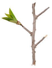 Dry branch with leaf buds