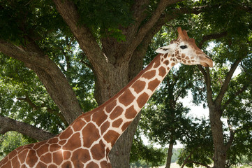 Giraffe on a safari