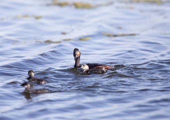 Eared Grebe with Babies