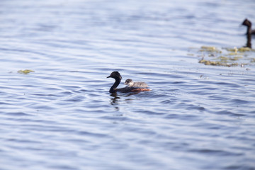 Eared Grebe with Babies
