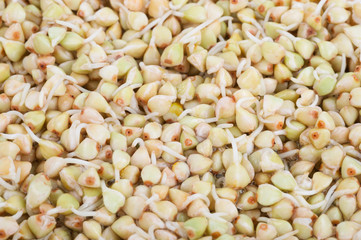 Buckwheat sprouts. Macro