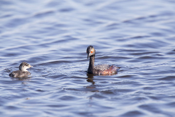 Eared Grebe with Babies