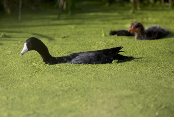 American Coot Waterhen