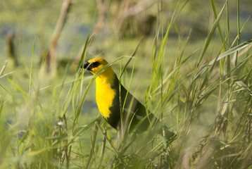 Yellow Headed Black Bird