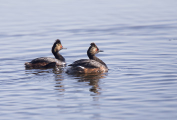 Eared Grebe with Babies