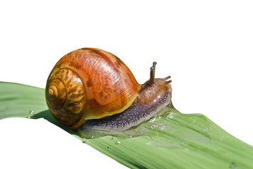 Snail on grass-blade 8