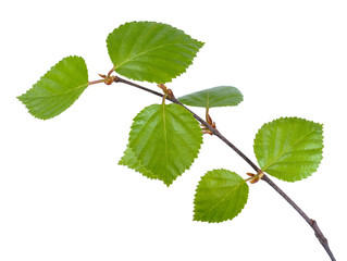 Young birch branches