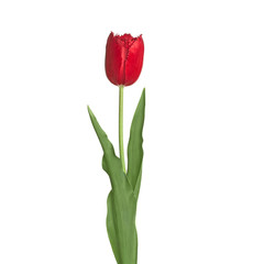  red tulip flower  stem  leaves fringe