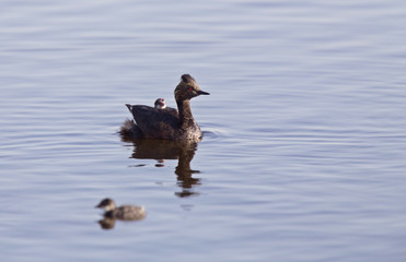 Eared Grebe with Babies