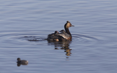 Eared Grebe with Babies