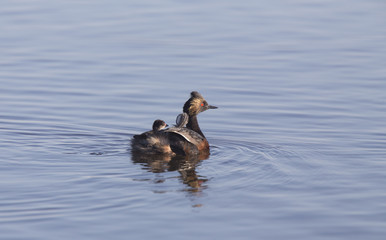 Eared Grebe with Babies